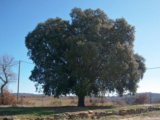 Premi aqui per a veure la imatge a grand�ria completa