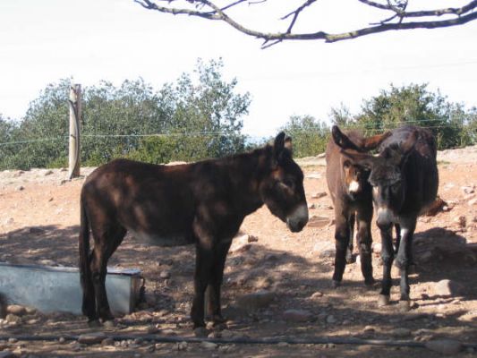 Premi aqui per a veure la imatge a grand�ria completa