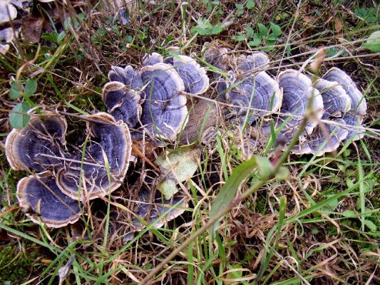 Premi aqui per a veure la imatge a grand�ria completa