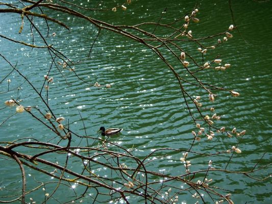 Premi aqui per a veure la imatge a grand�ria completa