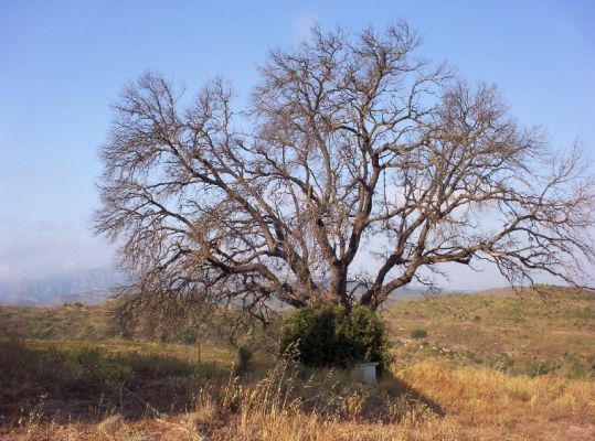 Premi aqui per a veure la imatge a grand�ria completa