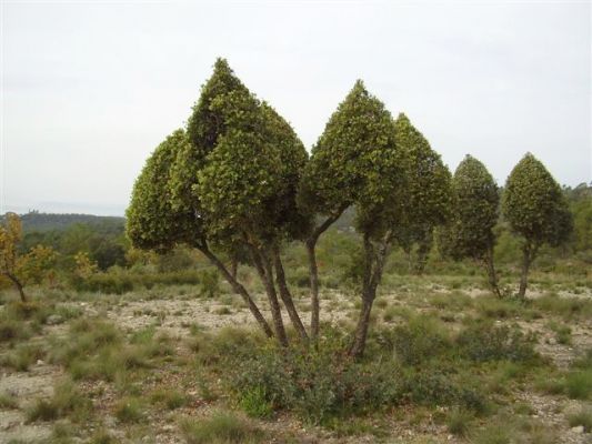 Premi aqui per a veure la imatge a grand�ria completa