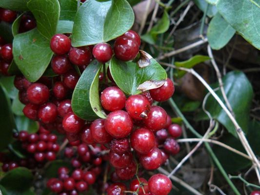 Premi aqui per a veure la imatge a grand�ria completa