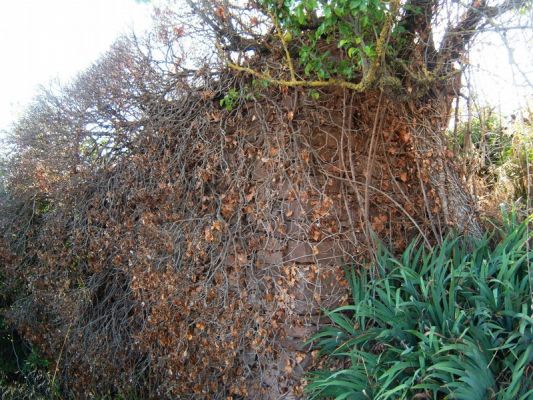 Premi aqui per a veure la imatge a grand�ria completa