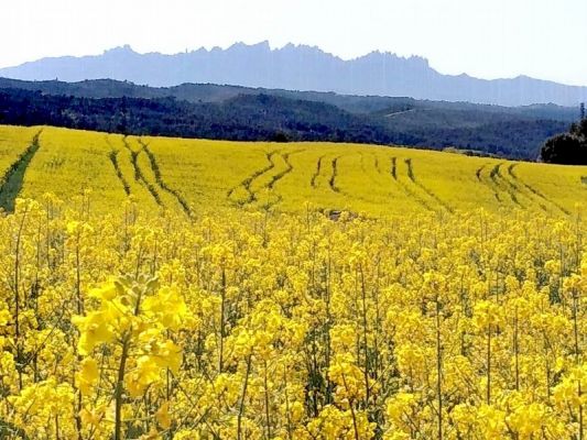 Premi aqui per a veure la imatge a grand�ria completa