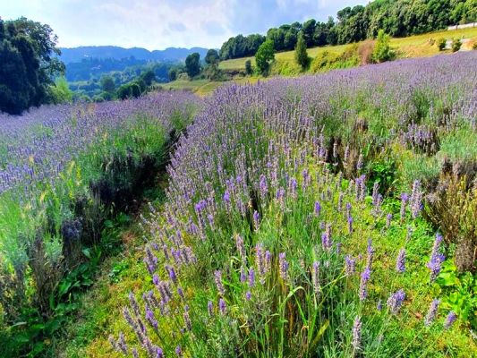 Premi aqui per a veure la imatge a grand�ria completa