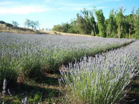 Premi aqui per a veure la imatge a grand�ria completa