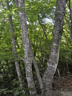 Premi aqui per a veure la imatge a grand�ria completa