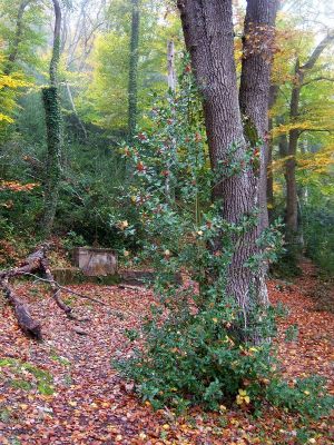 Premi aqui per a veure la imatge a grand�ria completa