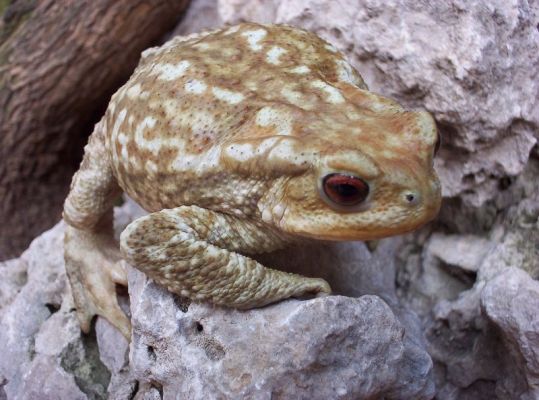 Premi aqui per a veure la imatge a grand�ria completa