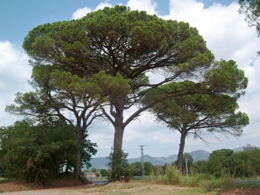 Premi aqui per a veure la imatge a grand�ria completa