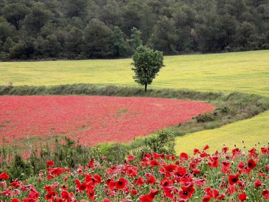 Premi aqui per a veure la imatge a grand�ria completa