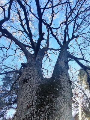 Premi aqui per a veure la imatge a grand�ria completa