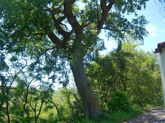 Premi aqui per a veure la imatge a grand�ria completa