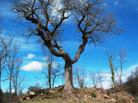 Premi aqui per a veure la imatge a grand�ria completa