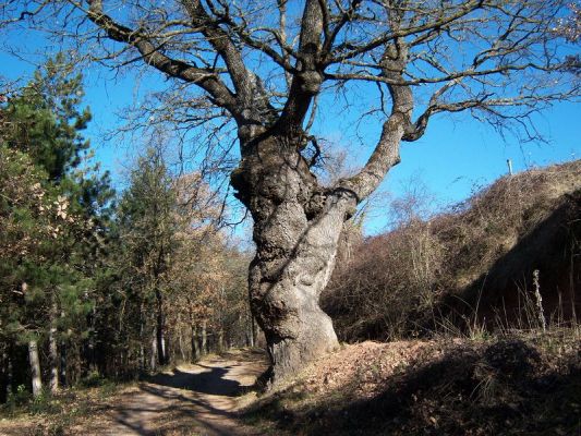 Premi aqui per a veure la imatge a grand�ria completa