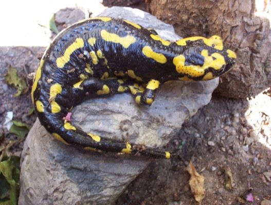 Premi aqui per a veure la imatge a grand�ria completa