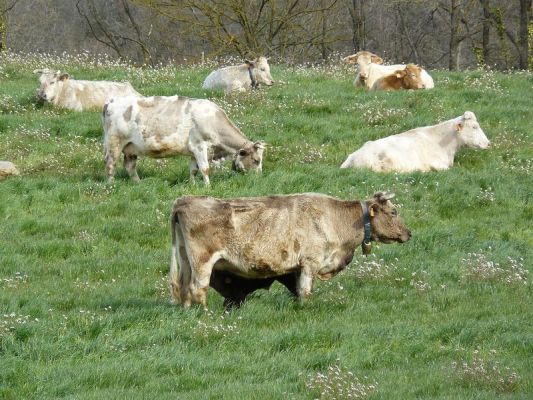 Premi aqui per a veure la imatge a grand�ria completa