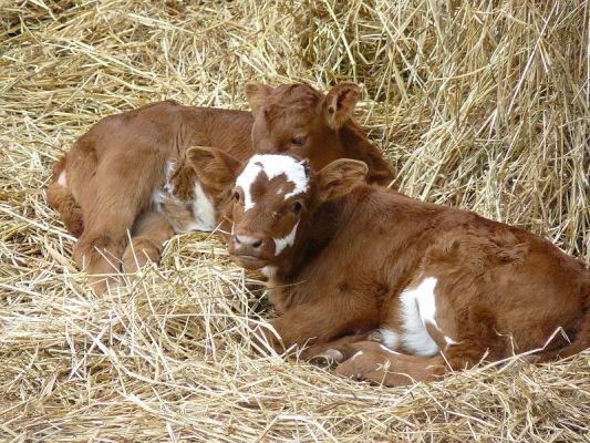 Premi aqui per a veure la imatge a grand�ria completa